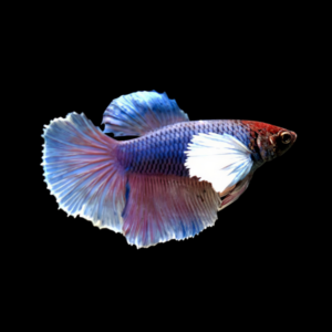 Dumbo Betta Female Lavender Base 3cm