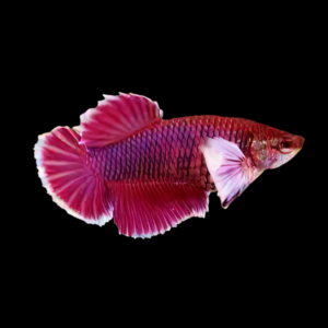 Dumbo Betta Female Red 3cm