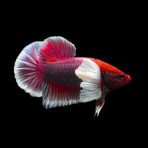 Dumbo Betta Female Red Base 3cm