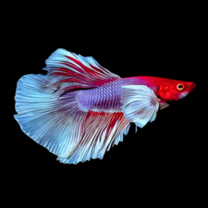 Dumbo Betta Female Tri Colour 3cm