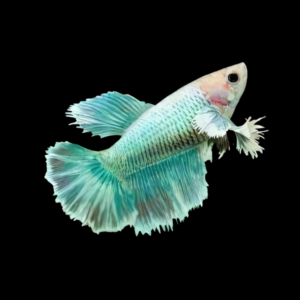 Dumbo Betta Female Turquoise 3cm