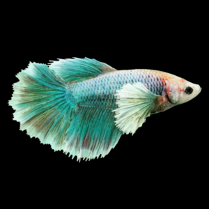 Dumbo Betta Female Turquoise Base 3cm
