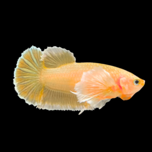 Dumbo Betta Female Yellow Base 3cm
