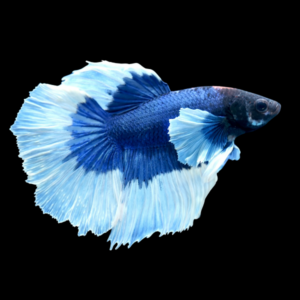 Dumbo Betta Male Blue Base 3cm