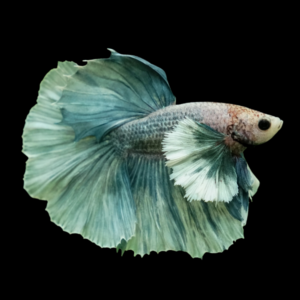 Dumbo Betta Male Green Base 3cm