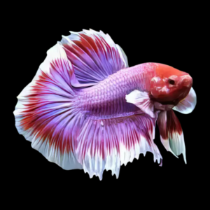 Dumbo Betta Male Lavender 3cm
