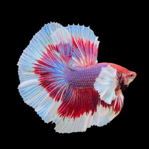 Dumbo Betta Male Lavender Base 3cm