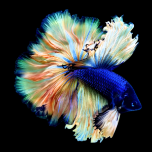 Dumbo Betta Male Mustard Gas 3cm
