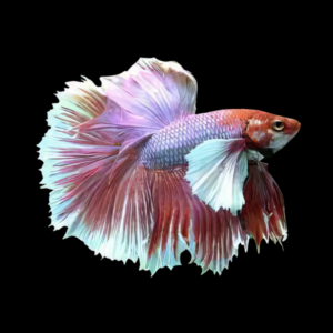 Dumbo Betta Male Pink Base 3cm