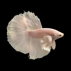 Dumbo Betta Male Platinum 3cm