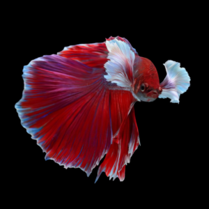 Dumbo Betta Male Red 3cm