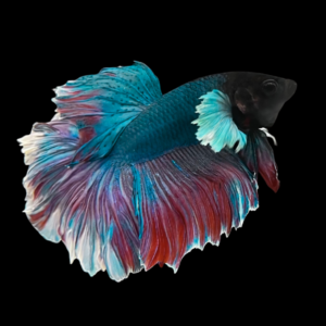 Dumbo Betta Male Tri Colour 3cm