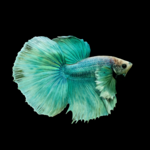 Dumbo Betta Male Turquoise 3cm