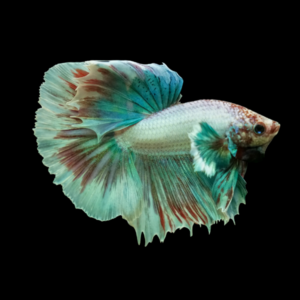 Dumbo Betta Male Turquoise Base 3cm