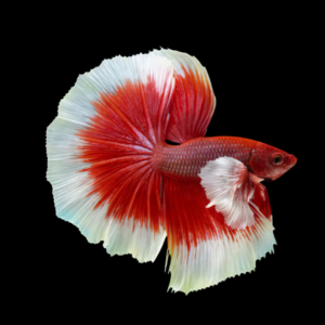 Dumbo Betta Male White Base 3cm