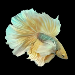 Dumbo Betta Male Yellow Base 3cm
