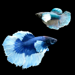 Premium Betta Pair Male & Female Elephant Ear Blue Based 3cm
