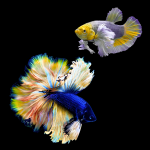 Dumbo Betta Pair Male & Female Mustard Gas 3cm