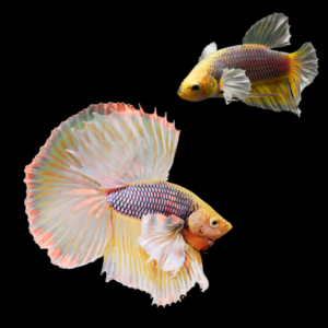 Dumbo Betta Pair Male & Female Orange Base 3cm