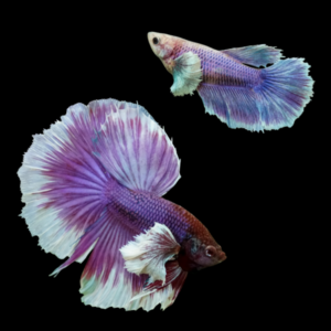 Premium Betta Pair Male & Female Elephant Ear Purple Based 3cm