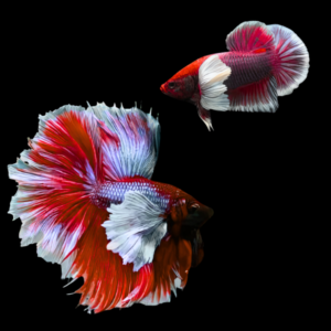 Premium Betta Pair Male & Female Elephant Ear Red Based 3cm