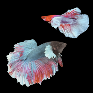 Dumbo Betta Pair Male & Female Tri Colour 3cm