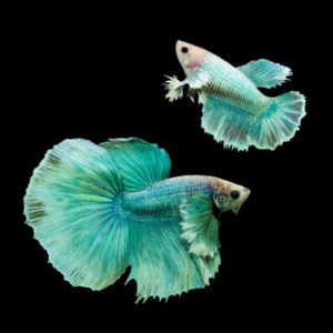 Dumbo Betta Pair Male & Female Turquoise 3cm