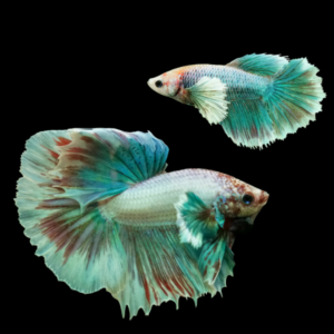 Premium Betta Pair Male & Female Elephant Ear Turquoise Based 3cm