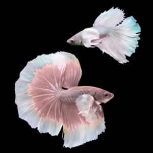 Premium Betta Pair Male & Female Elephant Ear White Based 3cm
