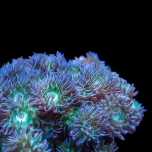 Duncans Coral Duncanopsammia Axifuga