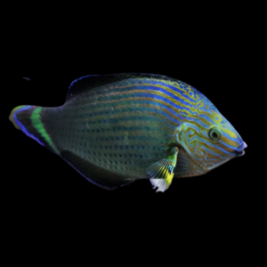 Dusky Wrasse Halichoeres Marginatus