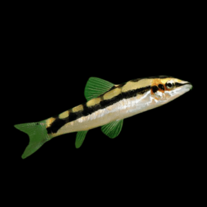 Dwarf Chain Loach Ambastaia Sidthimunki 4cm