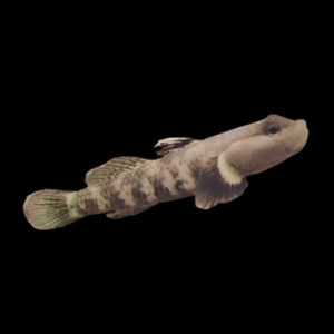 Dwarf Dragon Goby Rhinogobius Duospilus 3cm