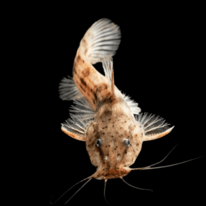 Dwarf Giraffe Nosed Catfish Notoglanidium Macrostoma 6cm