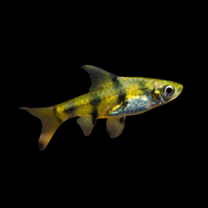 Dwarf Golden Barb Pethia Gelius - 3cm