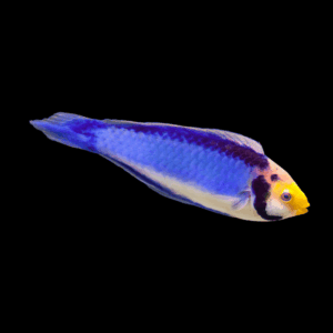 Dwarf Koi Fairy Wrasse Cirrhilabrus Aquamarinus