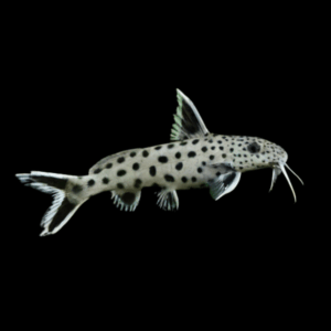 Dwarf Petricolor Catfish Synodontis Lucipinnis 3cm