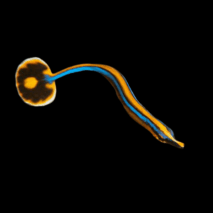 Blue Pipefish Doryrhamphus Excisus