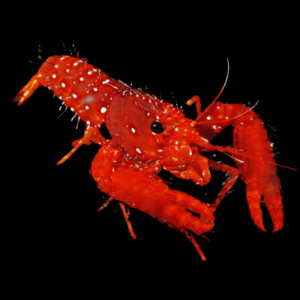 Dwarf Red Hawaiian Reef Lobster Enoplometopus Occidentalis