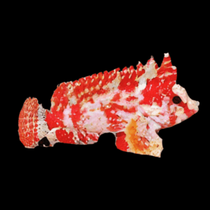 Dwarf Red Marble Scorpion Fish Paracentropogon Zonatus