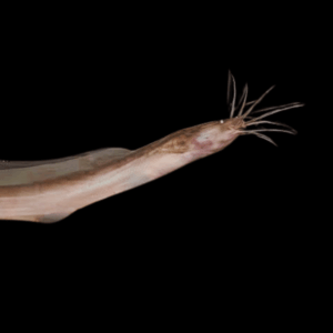 Eel Catfish Channallabes Apus 10cm