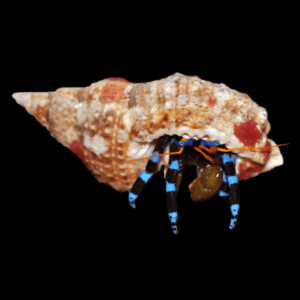 Electric Blue Hermit Soccer Crab Calcinus Elegans