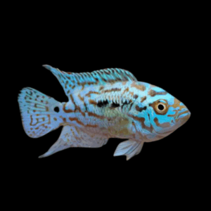 Cichlasoma Octofasciatus Electric Blue Jack Dempsey Cichlid 3cm