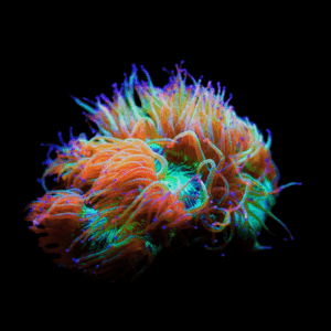 Elegance Strawberry Tip Hard Coral Catalaphyllia Jardinei