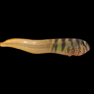 Elegant Blenny Omobranchus Elegans