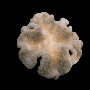 Elephant Ear Toadstool Soft Coral Sarcophyton Sp