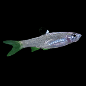 Emerald Eye Rasbora Brevibora Dorsiocellata 2cm