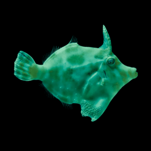 Emerald File Fish Monacanthus Ciliatus