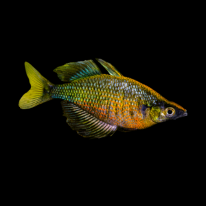 Emerald Green Rainbow Fish Glossolepis Wanamensis - 5cm
