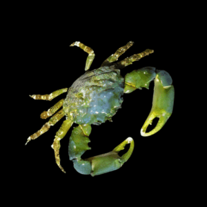 Emerald Mithrax Crab Mithraculus Sculptus
